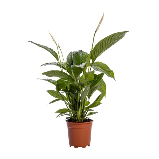 "Spathiphyllum Bingo Cupido - Ø19cm - ↕80cm image"