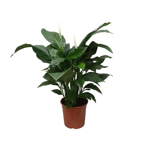 "Einblatt (Spathiphyllum wallisii) – pflegeleichte Zimmerpflanze, Topf-Ø 24 cm, Höhe ca. 80 cm image"