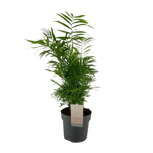 "Chamaedorea Elegans - Ø17cm - ↕50cm image"