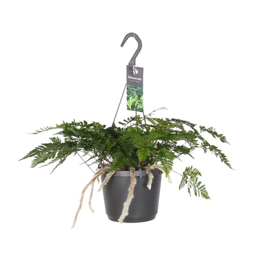 "Davallia Bullata - Ø17cm - ↕30cm image"