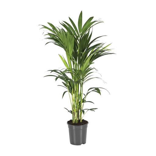 "Kentiapalme (Howea forsteriana) – pflegeleichte Zimmerpflanze, Topf-Ø 21 cm, Höhe ca. 110 cm image"