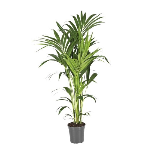 "Howea Forsteriana - Ø21cm - ↕130cm image"