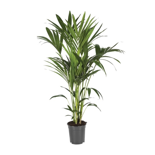 "Kentiapalme (Howea forsteriana) – pflegeleichte Zimmerpflanze, Topf-Ø 21 cm, Höhe ca. 120 cm image"