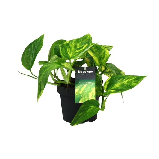 "Scindapsus (Epipremnum) Pinnatum Hochfarbe - Ø12cm - ↕20cm image"