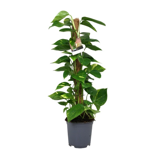 "Scindapsus Epipremnum - Ø19cm - ↕80cm image"
