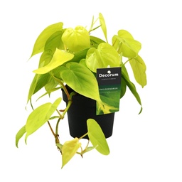 Heartleaf Philodendron (Philodendron scandens) – easy-care houseplant, pot Ø 12 cm, 