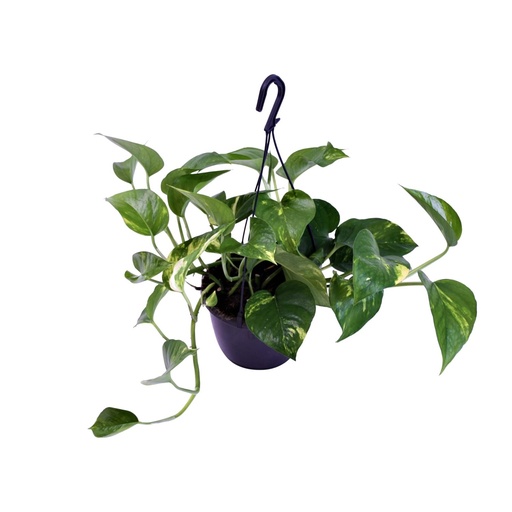 "Scindapsus Pictus Trebie - Ø15cm - ↕30cm image"