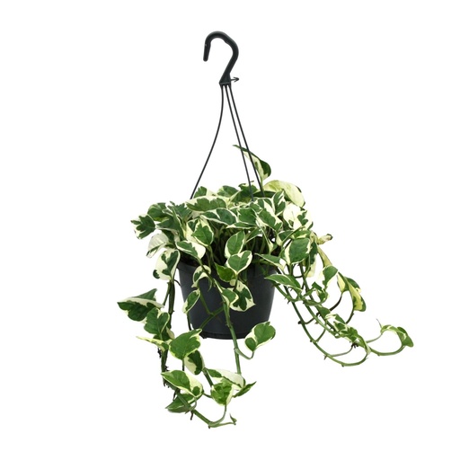 "Scindapsus (Epipremnum) N’Joy - Ø15cm - ↕35cm image"