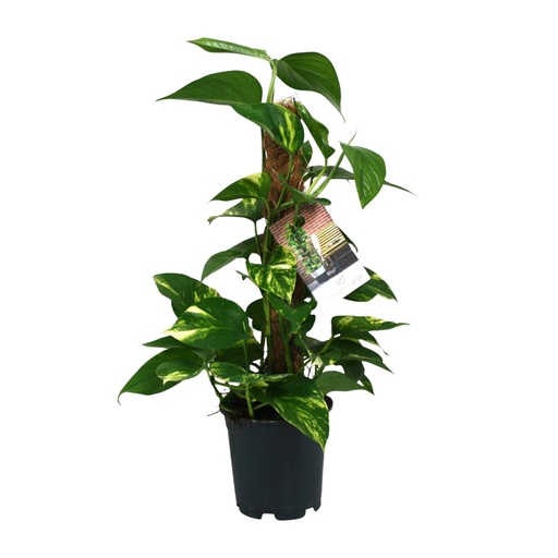 "Scindapsus Epipremnum - Ø15cm - ↕50cm image"