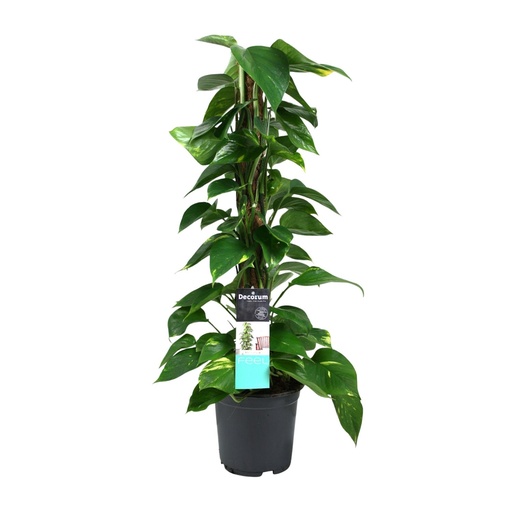 "Scindapsus (Epipremnum) - Ø19cm - ↕80cm image"