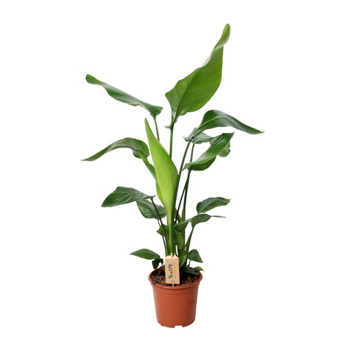 "Baumstrelitzie 'Nicolai' (Strelitzia nicolai) – pflegeleichte Zimmerpflanze, Topf-Ø 19 cm, Höhe ca. 90 cm image"
