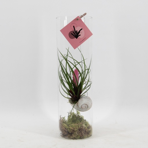 "Tillandsia Cyanea - Ø11 ↕38 image"