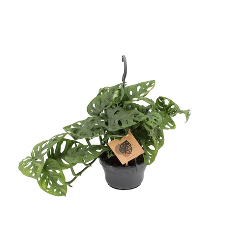 "Monstera Affe - Ø14cm - ↕30cm image"