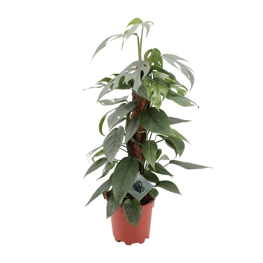 "Epipremnum Pinnatum Cebu Blau - Ø17cm - ↕60cm image"