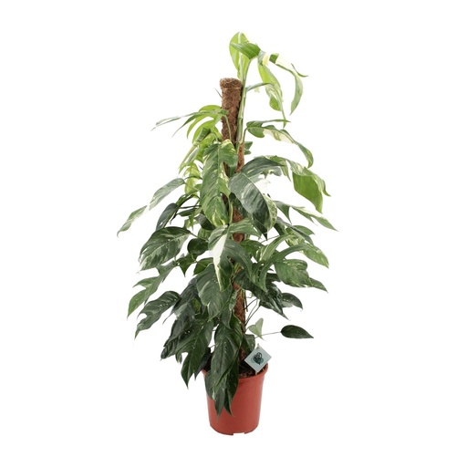 "Efeutute (Epipremnum pinnatum) – pflegeleichte Zimmerpflanze, Topf-Ø 24 cm, Höhe ca. 125 cm image"