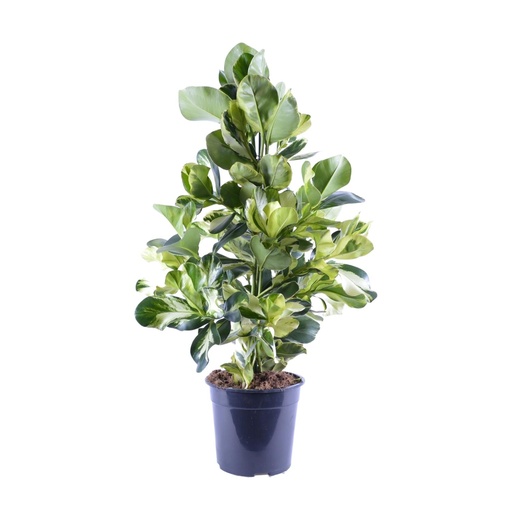"Clusia Rosea White Star - Ø24cm - ↕95cm image"