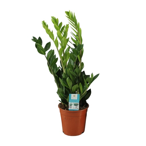 "Glücksfeder (Zamioculcas zamiifolia) – pflegeleichte Zimmerpflanze, Topf-Ø 17 cm, Höhe ca. 65 cm image"