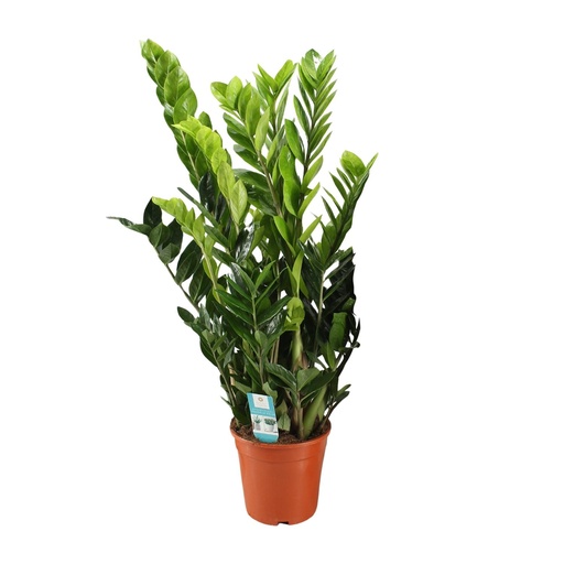 "Glücksfeder (Zamioculcas zamiifolia) – pflegeleichte Zimmerpflanze, Topf-Ø 21 cm, Höhe ca. 95 cm image"