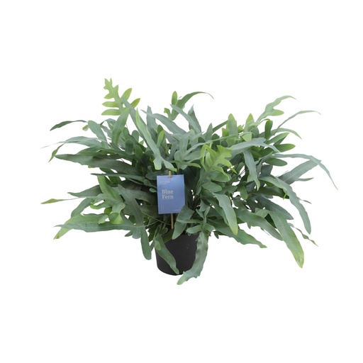 "Phlebodium Aureum Blue Star - Ø17cm - ↕50cm image"