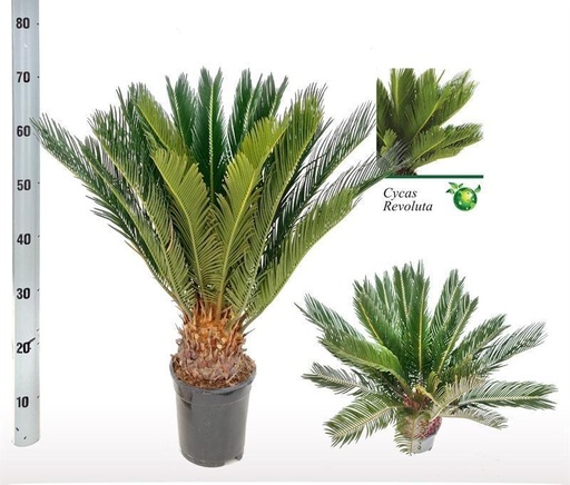 "Cycas Revoluta - Ø17 ↕60 image"