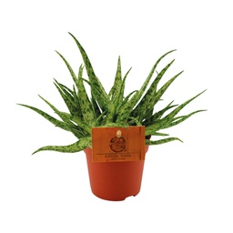 Aloe Spinne - Ø10,5 ↕15