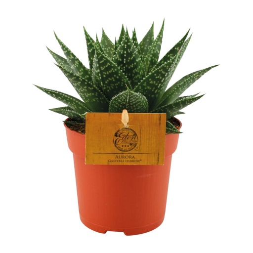 "Gasteria Hybrid Aurora - Ø11cm - ↕15cm image"
