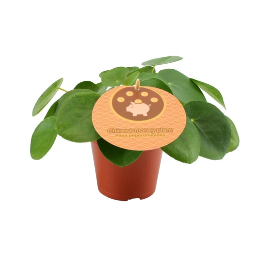 "Pilea Peperomioides - Ø12 ↕20 image"