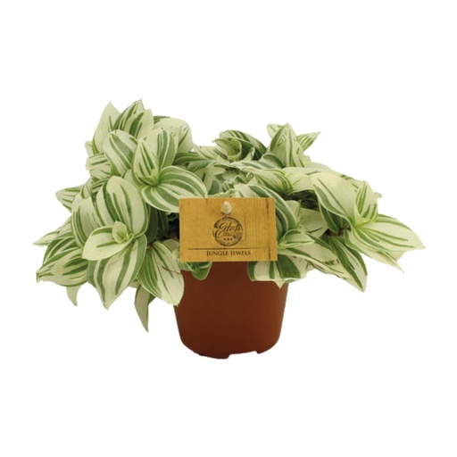 "Tradescantia Helligkeit - Ø12 ↕20 image"