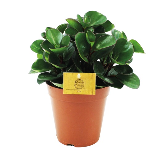 "Peperomia Brennender Busch - Ø15cm - ↕25cm image"