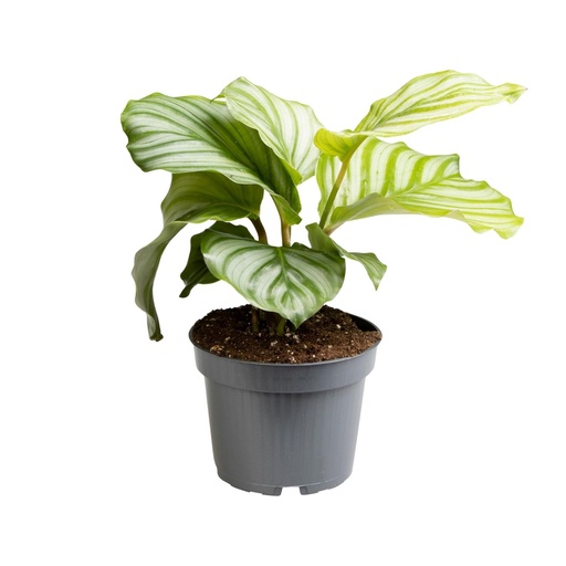 "Calathea Orbifolia - Ø12cm - ↕25cm image"