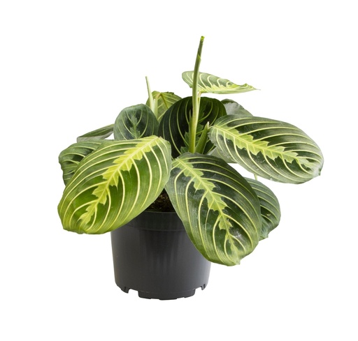 "Maranta Zitrone Limette - Ø12 ↕30 image"