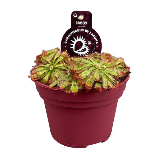 "Drosera Aliciae - Ø12cm - ↕12cm image"