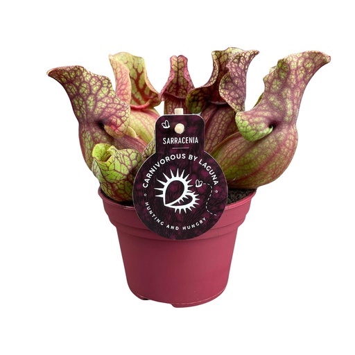 "Rote Schlauchpflanze (Sarracenia venosa) – pflegeleichte Zimmerpflanze, Topf-Ø 12 cm, Höhe ca. 20 cm image"