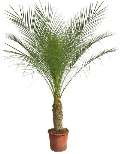 "Phoenix Roebelenii auf Stiel - 170cm - 190cm image"