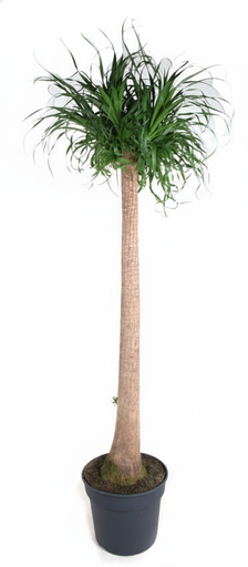 "Beaucarnea XXL - 180cm - 180cm image"