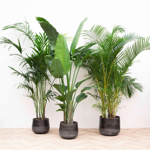 "Vorteilspaket XXL - Kentia 200 cm, Strelitzia Nicolai 225 cm, Areca 200 cm image"