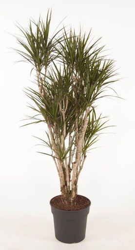 "Dracaena Marginata verzweigt - 160cm image"