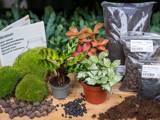 "Pflanzen-Terrarium-Paket Calathea Lancifolia - Nachfüll- & Startpaket - DIY image"