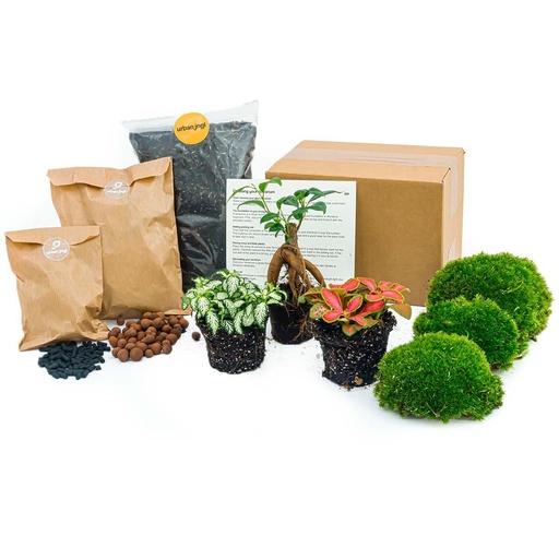 "Pflanzen-Terrarium Nachfüll- & Startpaket - Ficus Ginseng Bonsai image"