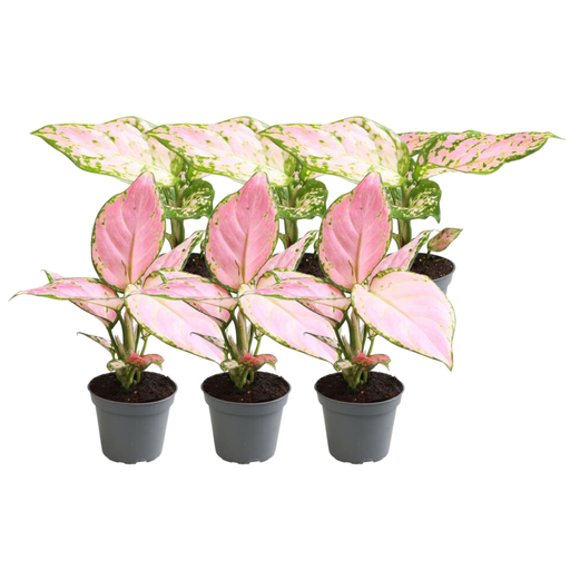 "6x Aglaonema Mischung image"