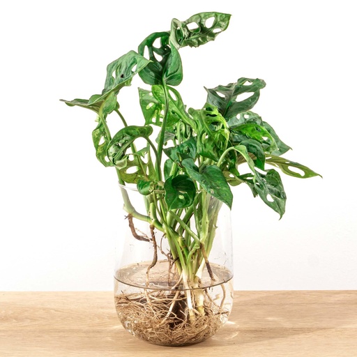 "Monstera in Vase DIY-Paket - Hydrokultur image"