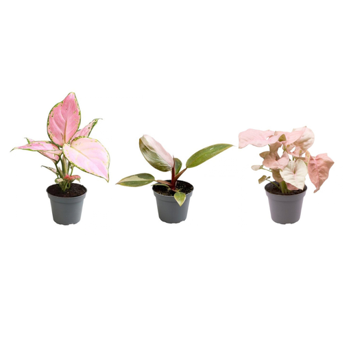 "Rosa ist das neue Grün P6,5 image"
