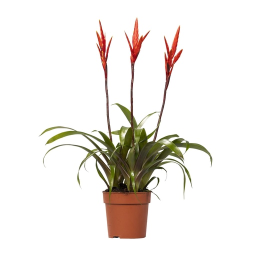 "Vriesea Elan Büschel - Ø12cm - ↕55cm image"