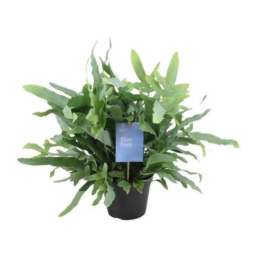 "Goldtüpfelfarn (Phlebodium aureum) – pflegeleichte Zimmerpflanze, Topf-Ø 14 cm, Höhe ca. 40 cm image"