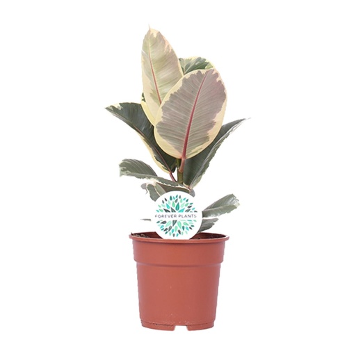 "Ficus Elastica Tineke - Ø17cm - ↕50cm image"