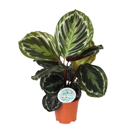 "Korbmarante (Calathea medaillon) – pflegeleichte Zimmerpflanze, Topf-Ø 14 cm, Höhe ca. 45 cm image"