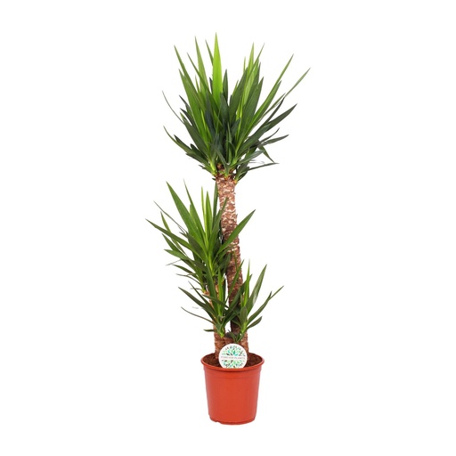 "Yucca Elephantipes - Ø24cm - ↕125cm image"