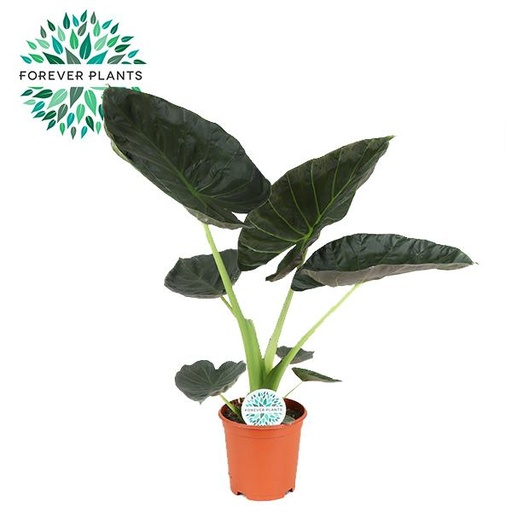 "Alocasia Regal Shield - Ø21cm - ↕90cm image"