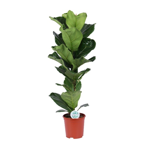 "Geigenfeige (Ficus lyrata) – pflegeleichte Zimmerpflanze, Topf-Ø 21 cm, Höhe ca. 90 cm image"