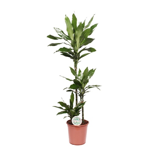 "Drachenbaum (Dracaena jamesii) – pflegeleichte Zimmerpflanze, Topf-Ø 24 cm, Höhe ca. 130 cm image"
